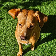 Valco participe au concours pour gagner de l'argent avec cette photo : dog, pet, tan_dog, short_hair, floppy_ears, brown_fur, animal, canine, outdoor, grass, lawn, sunlight, shadow, sitting, portrait, close_up, front_view, nose, paws, backyard