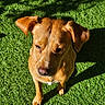 dog, pet, tan_dog, short_hair, floppy_ears, brown_fur, animal, canine, outdoor, grass, lawn, sunlight, shadow, sitting, portrait, close_up, front_view, nose, paws, backyard