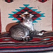 Sara joined the competition — help win amazing prizes! animal, cat, colorful, cozy, cute, ears, feline, home, indoor, looking, patterned_rug, paws, pet, relaxed, resting, sitting, striped, tabby, textile, whiskers