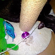 Prince Louie is registered to the contest to win money with this photo: animal, black_and_white, cardboard_box, cat, cozy, cute, domestic, feline, indoor, pet, playful, plush_toy, purple_ball, resting, scratching_post, sleeping, soft_mat, string, toy, whiskers