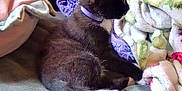 Prince Louie joined the competition — help win amazing prizes! animal, bed, black_cat, blanket, cat, comfortable, cozy, domestic_cat, fleece_blanket, fluffy, fur, indoor, pet, purple_collar, relaxed, resting, side_view, sleepy, soft, tail