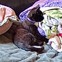 animal, bed, black_cat, blanket, cat, comfortable, cozy, domestic_cat, fleece_blanket, fluffy, fur, indoor, pet, purple_collar, relaxed, resting, side_view, sleepy, soft, tail