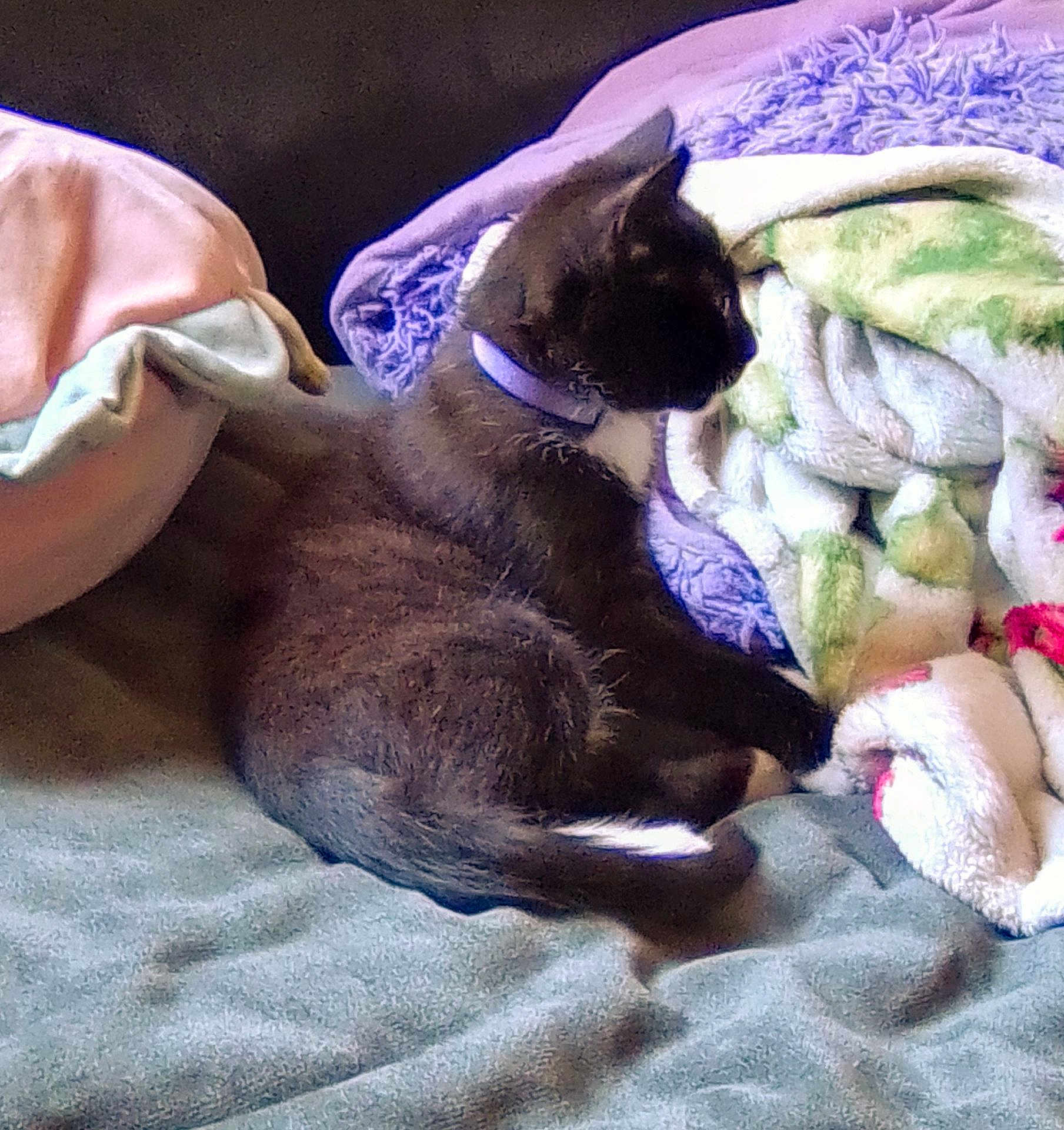 Prince Louie joined the competition — help win amazing prizes! animal, bed, black_cat, blanket, cat, comfortable, cozy, domestic_cat, fleece_blanket, fluffy, fur, indoor, pet, purple_collar, relaxed, resting, side_view, sleepy, soft, tail