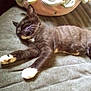 Prince Louie is registered to the contest to win money with this photo: animal, autumn, black_and_white, blanket, cat, cozy, cute, feline, fur, indoor, paws, pet, pillow, plush, relaxing, resting, sleeping, soft, tabby, whiskers