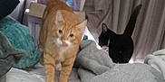 Garfield is registered to the contest to win money with this photo: animal, bed, black_cat, blanket, blurred, cat, cozy, curtain, domestic_animal, feline, furniture, indoor, mammal, orange_cat, pet, pillow, resting_area, tail, walking, white_patch