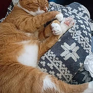 Garfield joined the competition — help win amazing prizes! animal, blanket, cat, close_up, cozy, cute, domestic_cat, fur, indoor, orange_cat, patterned_blanket, paws, pet, pink_pads, relaxed, resting, sleeping, tail, whiskers, white_fur
