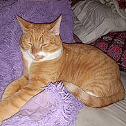 Garfield joined the competition — help win amazing prizes! bed, blanket, cat, comfort, cozy, cute, domestic_animal, feline, fur, indoor, nap, orange_tabby, pet, pillow, purple_blanket, relaxed, resting, sleepy, tail, whiskers