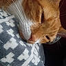 Garfield joined the competition — help win amazing prizes! animal, blanket, cat, close_up, cozy, cute, domestic_cat, fur, indoor, nap, orange_cat, patterned_blanket, pet, pink_nose, relaxed, resting, sleepy, soft, whiskers, white_fur