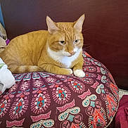 Garfield is registered to the contest to win money with this photo: animal, cat, close_up, cozy, cushion, cute, domestic_cat, feline, fur, home, indoor, looking_away, orange_tabby, patterned_cushion, pet, relaxed, resting, white_chest, white_paws, wooden_headboard