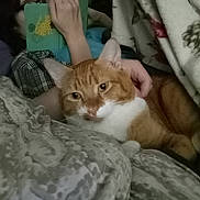 Garfield is registered to the contest to win money with this photo: cat, person, reading, book, blanket, indoor, cozy, ginger_cat, white_fur, patterned_blanket, hand, glasses, relaxing, comfort, furniture, couch, closeup, resting, domestic_animal, home