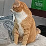 Garfield is registered to the contest to win money with this photo: animal, bed, blanket, cat, cozy, curious, cute, domestic_cat, feline, fur, household, indoor, orange_cat, pet, resting, side_view, sitting, tabby, whiskers, white_fur