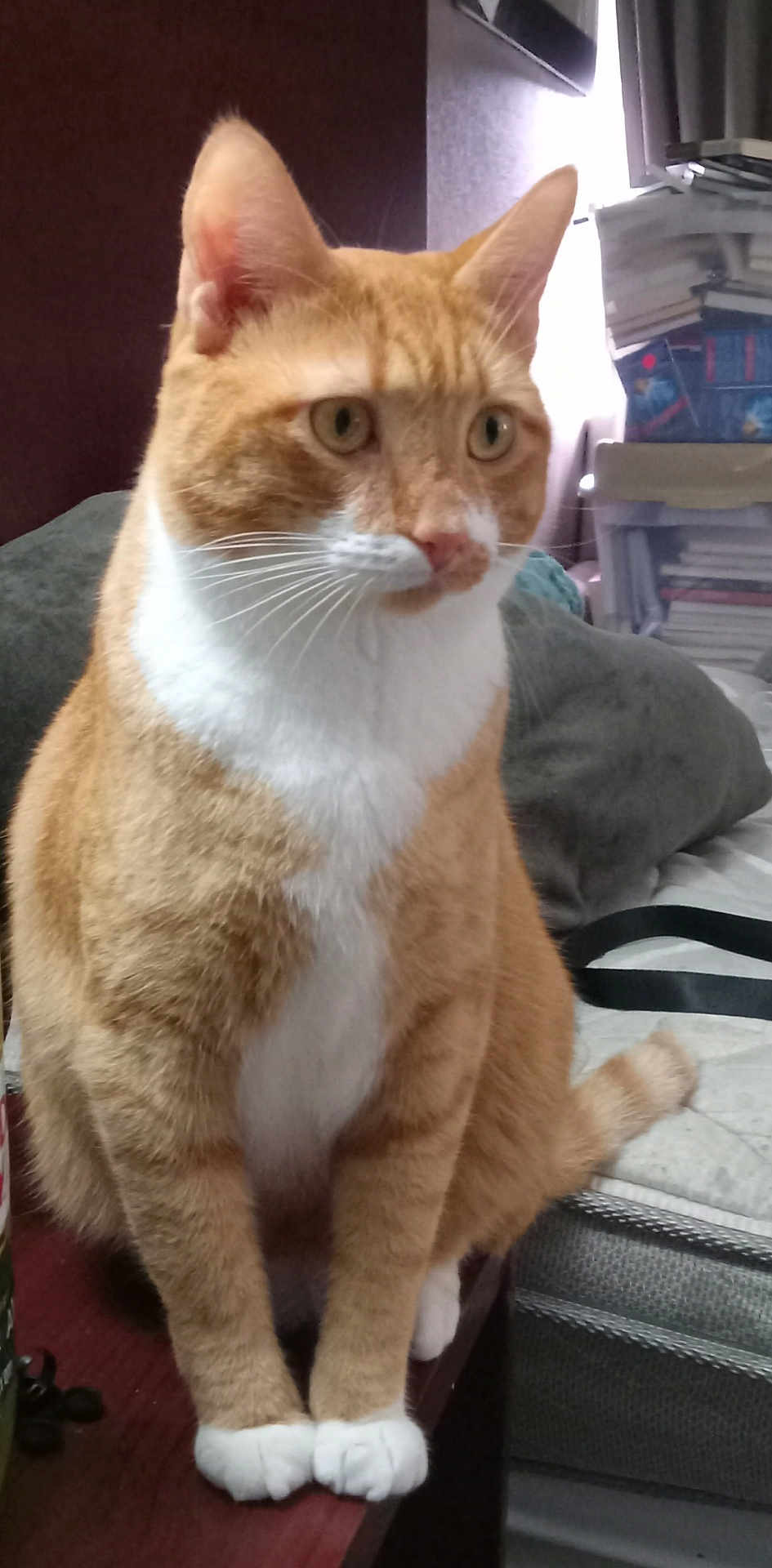 Garfield