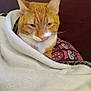 blanket, cat, comfort, cozy, cute, domestic_animal, ears, face, feline, fur, indoor, orange_tabby, patterned, pet, pillow, relaxed, resting, sleepy, warm, whiskers