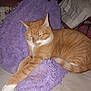 animal, bed, blanket, cat, claws, cozy, cute, domestic_cat, feline, fur, indoor, orange_tabby, paw, pet, pillow, purple, relaxed, resting, sleepy, whiskers