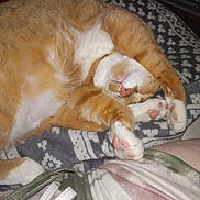 Garfield is registered to the contest to win money with this photo: belly, blanket, cat, close_up, couch, cozy, domestic_cat, flash_photography, fur, human_leg, indoor, nap, orange_tabby, patterned_blanket, paws, pet, pink_paw_pads, resting, sleeping, whiskers