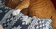 Garfield joined the competition — help win amazing prizes! animal, blanket, brown_object, cat, clutching, comfort, couch, cozy, domestic, feline, fur, home, indoor, orange_tabby, patterned_blanket, paw, pet, relaxed, resting, whiskers