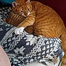 animal, blanket, brown_object, cat, clutching, comfort, couch, cozy, domestic, feline, fur, home, indoor, orange_tabby, patterned_blanket, paw, pet, relaxed, resting, whiskers