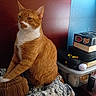 Garfield is registered to the contest to win money with this photo: blanket, blue_wall, books, calm, cat, cozy, domestic_animal, feline, fur, indoor, orange_cat, patterned_blanket, pet, resting, side_view, sitting, stack, stickers, white_fur, wooden_headboard