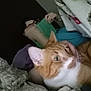 Garfield joined the competition — help win amazing prizes! cat, person, book, reading, blanket, bed, orange_cat, white_cat, indoor, cozy, relaxing, glasses, fabric, comfort, home, feline, resting, casual, hand, soft_lighting
