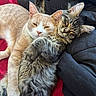 cat, cats, sleeping, snuggling, cozy, fur, paw, blanket, red, black, cute, pets, animal, domestic, feline, adorable, resting, companion, closeup, relaxing