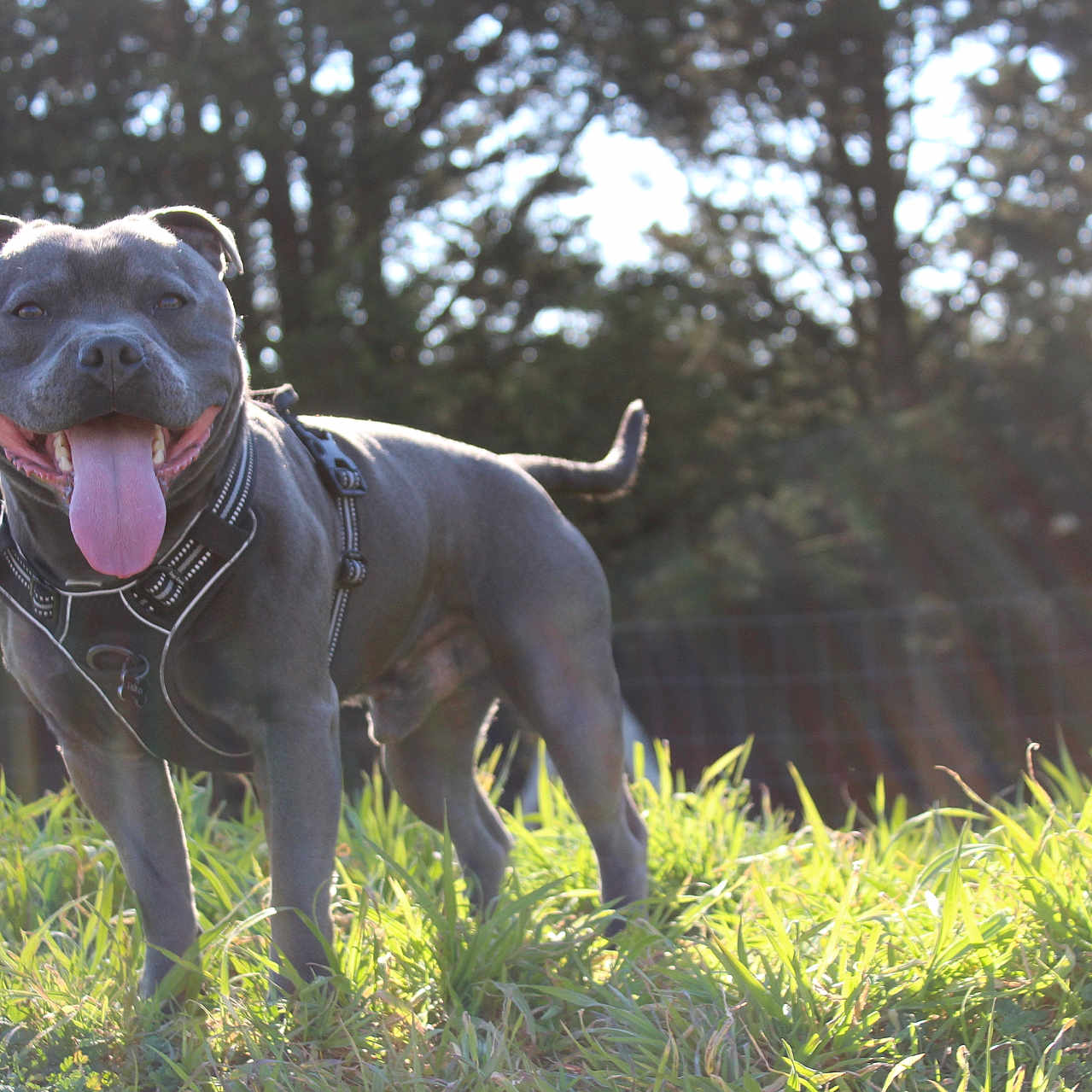 Taïko participe au concours pour gagner de l'argent avec cette photo : accessories, animal, bodypart, bulldog, canine, dog, field, grass, grassland, labradorretriever, mouth, nature, outdoors, person, pet, pitbull, plant, puppy, strap, tree