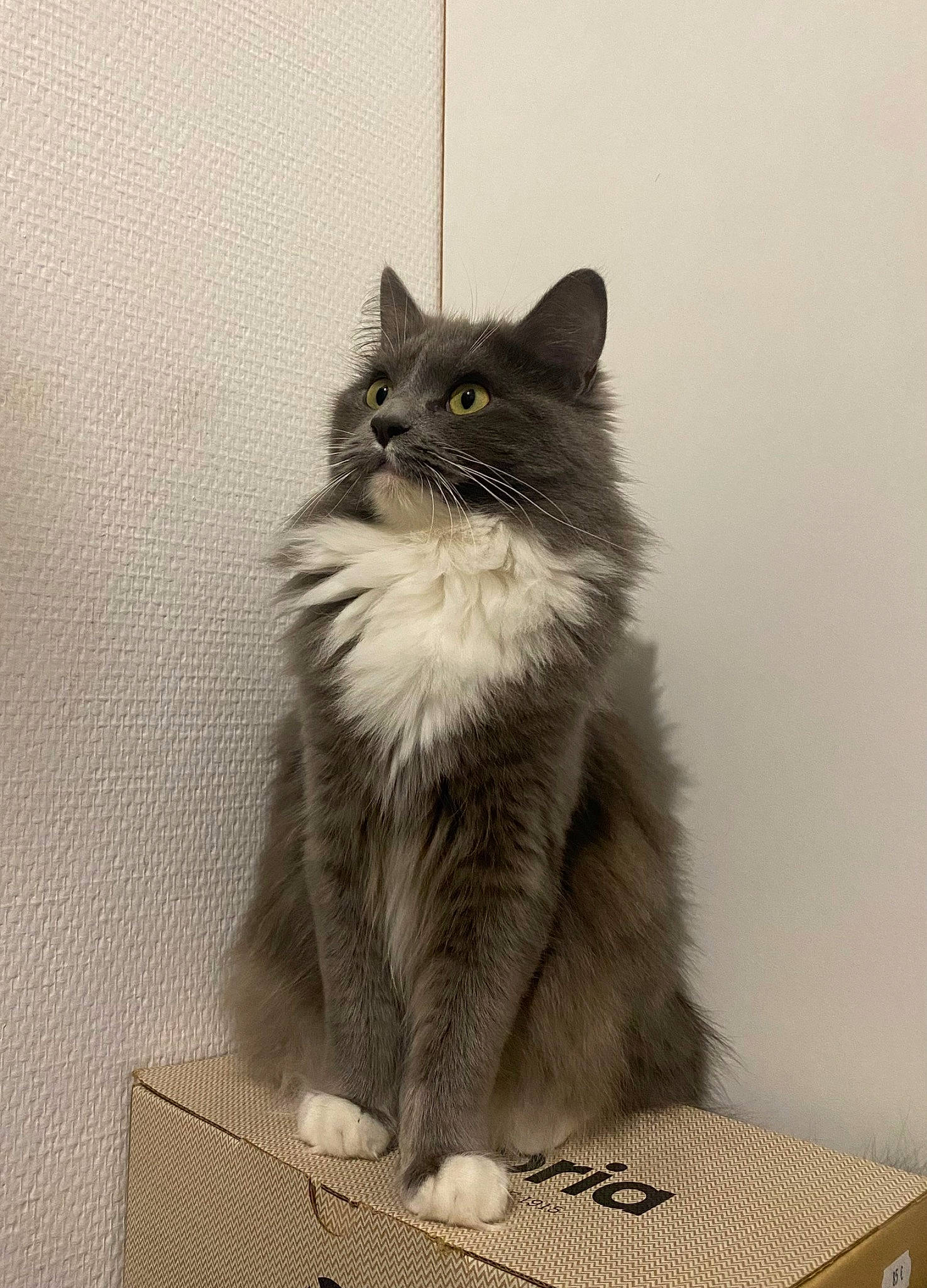 Sakura participe au concours pour gagner de l'argent avec cette photo : box, british_longhair, carnivore, cat, curious, domestic_short_haired_cat, felidae, flooring, fur, grey, maine_coon, monochrome, monochrome_photography, paw, sitting, small_to_medium_sized_cats, snout, tail, terrestrial_animal, whiskers