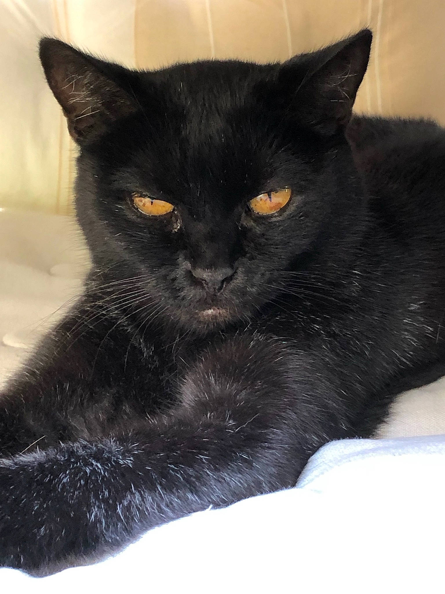 Paillette participe au concours pour gagner de l'argent avec cette photo : asian, black, black_cat, bombay, british_shorthair, burmese, carnivore, cat, chartreux, domestic_short_haired_cat, felidae, korat, mammal, small_to_medium_sized_cats, snout, vertebrate, whiskers