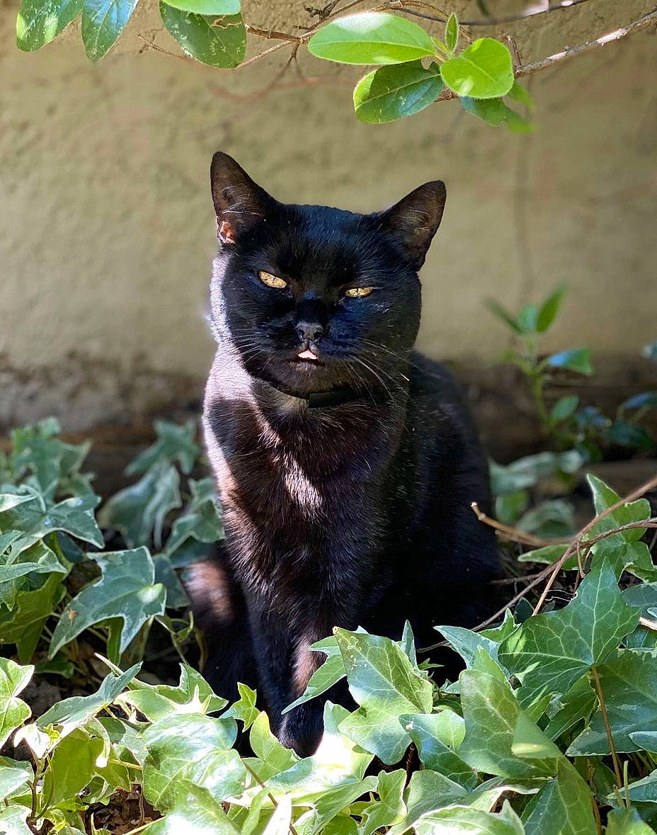 Paillette participe au concours pour gagner de l'argent avec cette photo : asian, black_cat, bombay, british_shorthair, burmese, carnivore, cat, chartreux, domestic_short_haired_cat, eye, felidae, korat, leaf, mammal, plant, small_to_medium_sized_cats, snout, vertebrate, whiskers