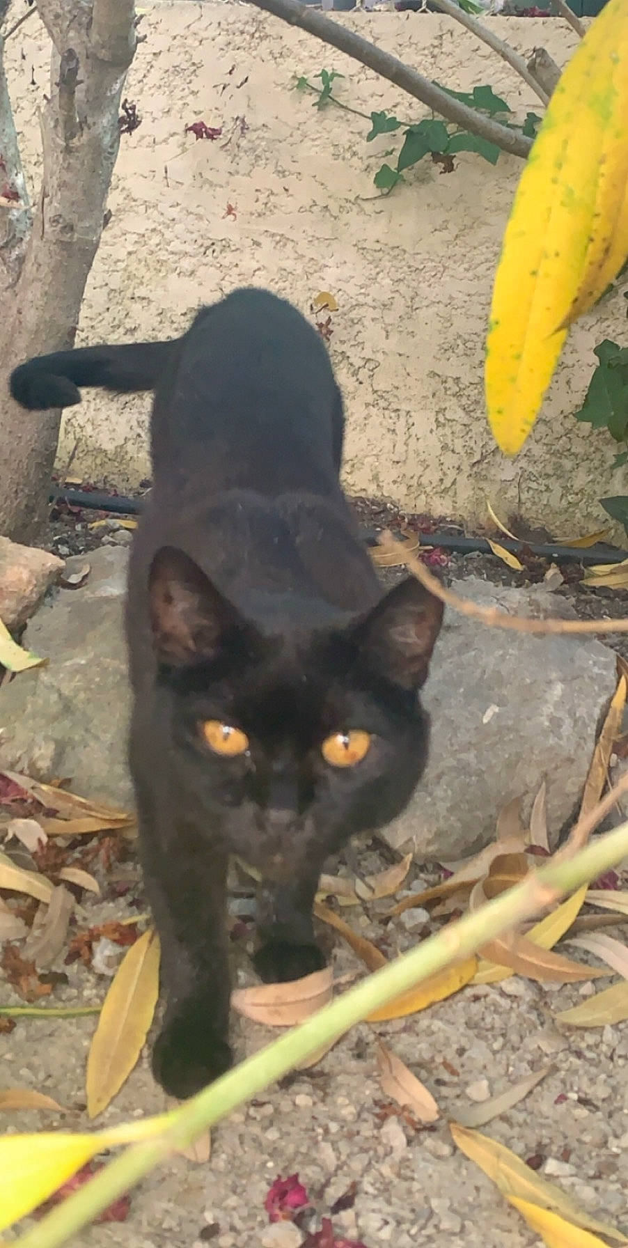 Paillette a rejoint le concours — aidez-le/la à gagner de superbes lots ! asian, black_cat, bombay, burmese, carnivore, cat, domestic_short_haired_cat, eye, felidae, german_rex, organism, small_to_medium_sized_cats, tail, whiskers