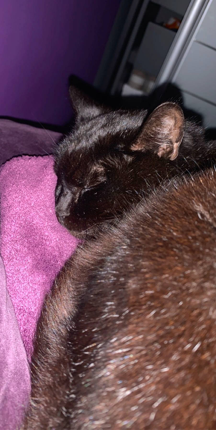 Paillette participe au concours pour gagner de l'argent avec cette photo : asian, black_cat, burmese, carnivore, cat, domestic_short_haired_cat, ear, fawn, felidae, fur, hair, kitten, nap, neck, skin, small_to_medium_sized_cats, snout, tail, whiskers