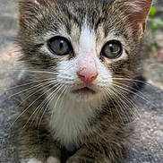 Milo joined the competition — help win amazing prizes! kitten, tabby, cat, animal, pet, whiskers, paws, fur, outdoor, concrete, closeup, cute, young, eyes, face, mammal, small, adorable, nature, curious