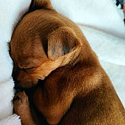Loulou participe au concours pour gagner de l'argent avec cette photo : adorable, animal, blanket, brown, closeup, cozy, cuddly, cute, dog, fur, furtexture, peaceful, pet, puppy, resting, sleeping, small, snuggled, soft, young