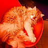 cat, chair, cozy, ear, eyes, feline, fluffy_fur, home_interior, indoor, long_haired, lounging, orange_cat, orange_chair, paw, pet, portrait, relaxed, soft_fur, tiled_floor, whiskers
