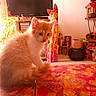 books, cat, cushion, decorative_cat, floor_tiles, fluffy, fur, home_interior, kitten, living_room, orange_cat, photo_frame, plant, portrait, pot, rug, table, toy, tv, wooden_shelf