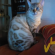 Yoda participe au concours pour gagner de l'argent avec cette photo : animal, blue_eyes, cat, couch, cozy, domestic_cat, door, ears, feline, furniture, indoor, looking_away, pet, pillow, shelf, sitting, soft_lighting, spotted_cat, striped_pillow, whiskers