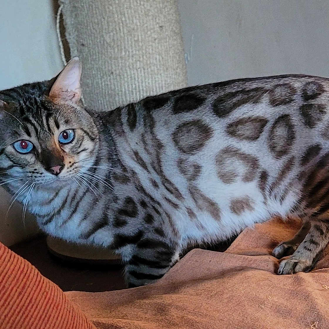 Yoda a rejoint le concours — aidez-le/la à gagner de superbes lots ! alert, animal, bengal_cat, blanket, cat, close_up, curious, domestic, ears, feline, fur, indoor, mammal, paw, pet, scratching_post, spotted, striped, tail, whiskers