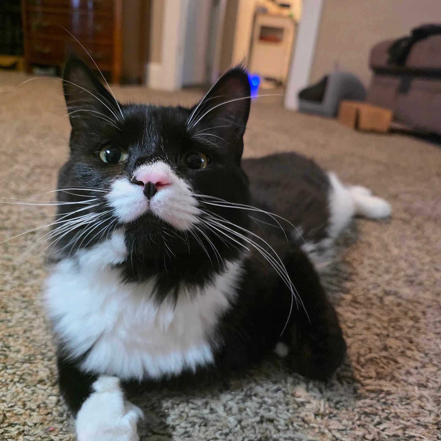 Oreo