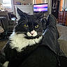 Oreo joined the competition — help win amazing prizes! cat, black_and_white, longhaired, whiskers, yellow_eyes, pink_nose, sitting, portrait, indoors, living_room, recliner, leather_chair, fireplace, television, clock, window, vertical_blinds, carpet, dresser, home_decor