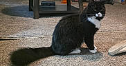 Oreo joined the competition — help win amazing prizes! cat, tuxedo_cat, black_and_white, long_hair, fluffy, tail, whiskers, green_eyes, sitting, indoor, living_room, carpet, rug, coffee_table, furniture, shelves, framed_photo, shoe, pet, portrait