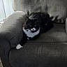 Oreo is registered to the contest to win money with this photo: cat, tuxedo_cat, black_and_white, fluffy, whiskers, green_eyes, white_paws, white_chest, sitting, couch, sofa, cushions, indoor, living_room, pet, feline, portrait, cozy, domestic_animal, alert