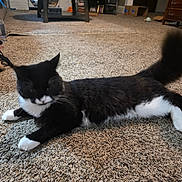 Oreo joined the competition — help win amazing prizes! cat, tuxedo_cat, black_and_white, pet, feline, lying_down, fluffy_tail, whiskers, ears, paws, white_paws, indoor, living_room, carpet, furniture, dresser, coffee_table, water_bottle, relaxed, animal_photography