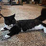 cat, tuxedo_cat, black_and_white, pet, feline, lying_down, fluffy_tail, whiskers, ears, paws, white_paws, indoor, living_room, carpet, furniture, dresser, coffee_table, water_bottle, relaxed, animal_photography