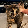 animal, blurred_background, cat, city_lights, closeup, concrete, ears, feline, fur, green_eyes, hand, night, outdoor, pet, petting, portrait, resting, tail, tortoiseshell, whiskers