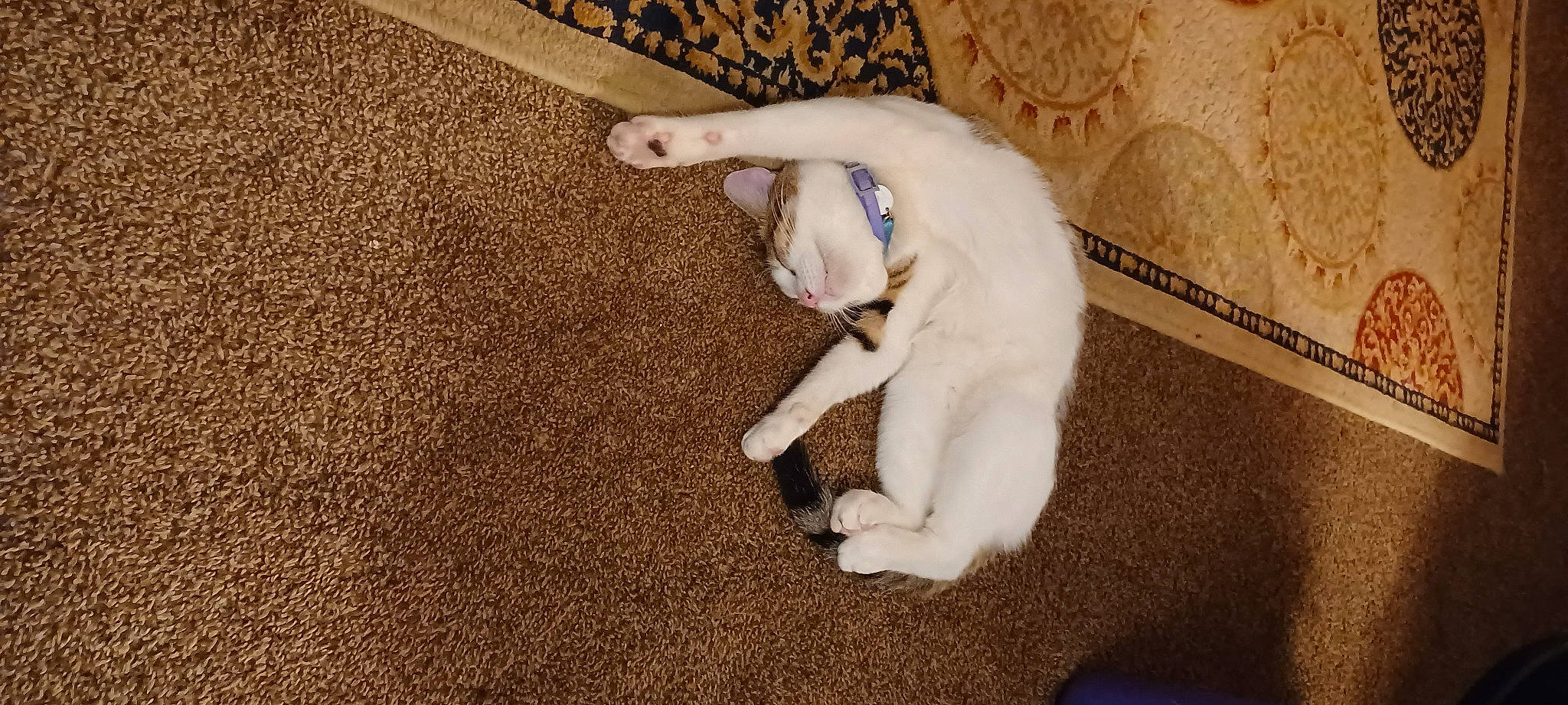 Cash is registered to the contest to win money with this photo: canidae, carnivore, carpet, cat, comfort, companion_dog, dog_breed, domestic_short_haired_cat, fawn, felidae, flooring, fur, hardwood, paw, small_to_medium_sized_cats, snout, sporting_group, tail, whiskers, wood