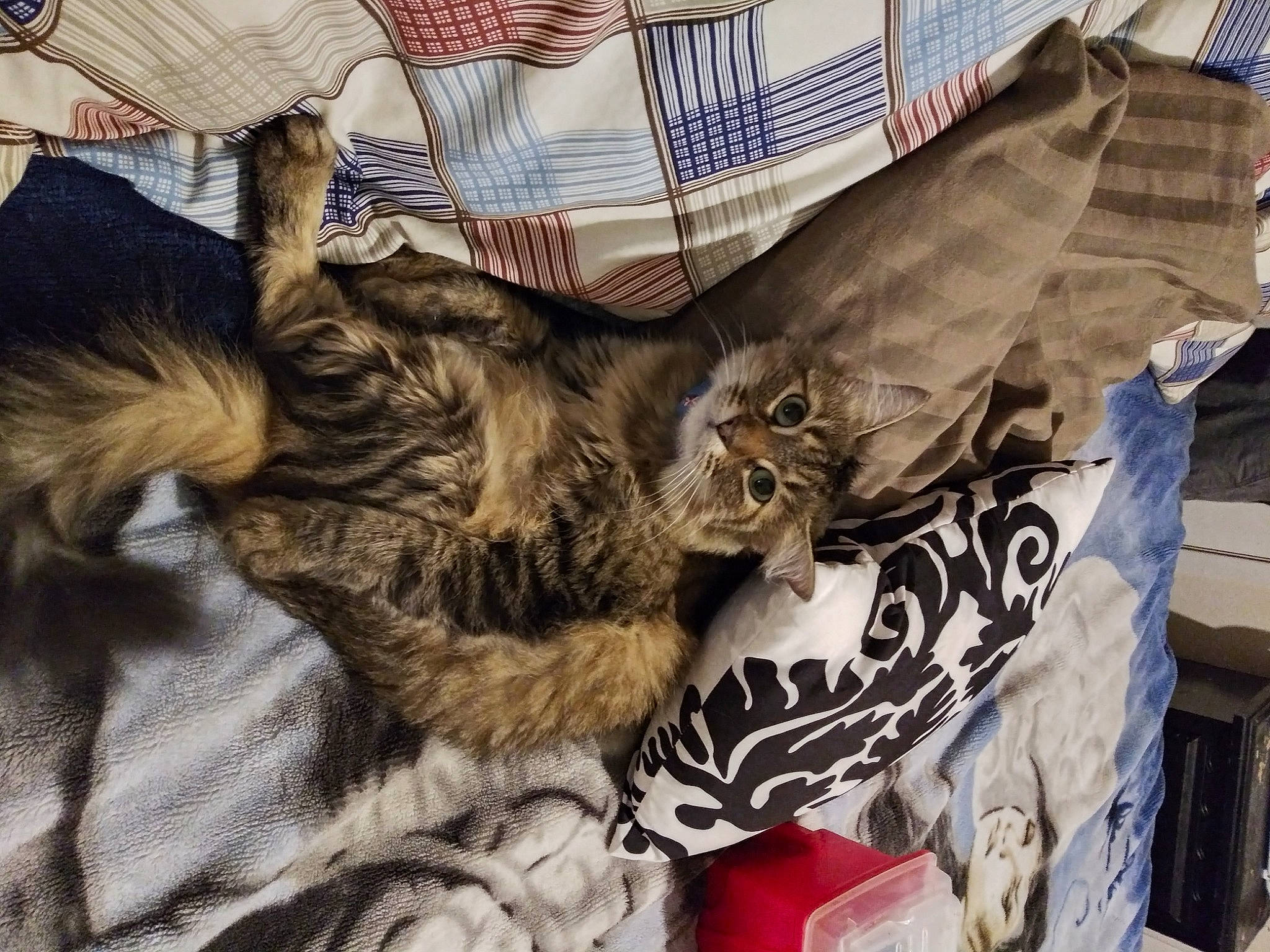 April is registered to the contest to win money with this photo: bed_sheet, bedding, carnivore, cat, claw, comfort, companion_dog, domestic_short_haired_cat, fawn, felidae, fur, linens, nap, pattern, paw, sleep, small_to_medium_sized_cats, tail, whiskers, wood