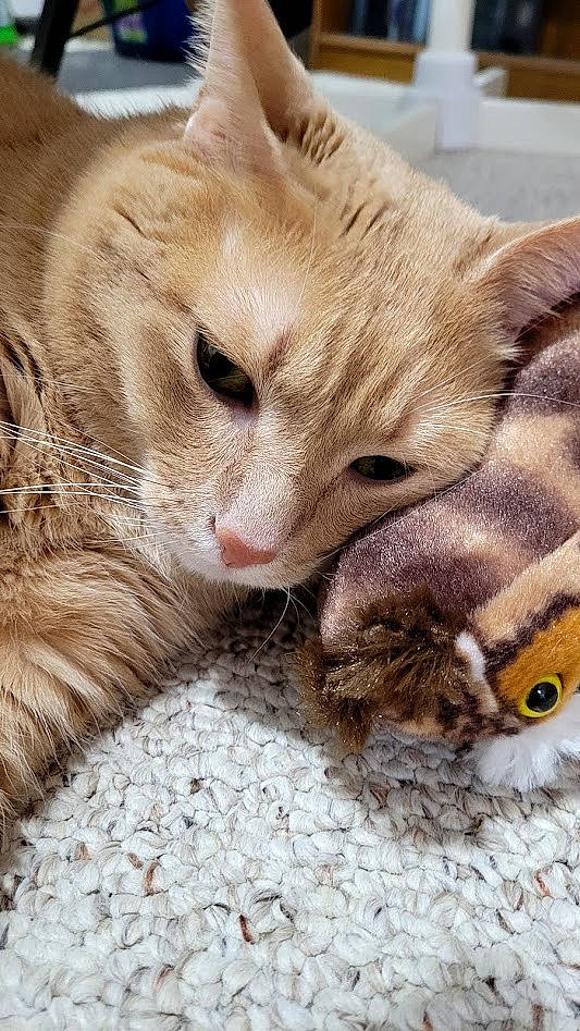 Nygma is registered to the contest to win money with this photo: carnivore, cat, cat_supply, claw, comfort, domestic_short_haired_cat, fawn, felidae, fur, mammal, nap, paw, photo_caption, small_to_medium_sized_cats, snout, tail, terrestrial_animal, vertebrate, whiskers, wildlife