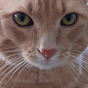 Nygma joined the competition — help win amazing prizes! abyssinian, angora, animal, bodypart, cat, ear, kitten, manx, pet, siamese
