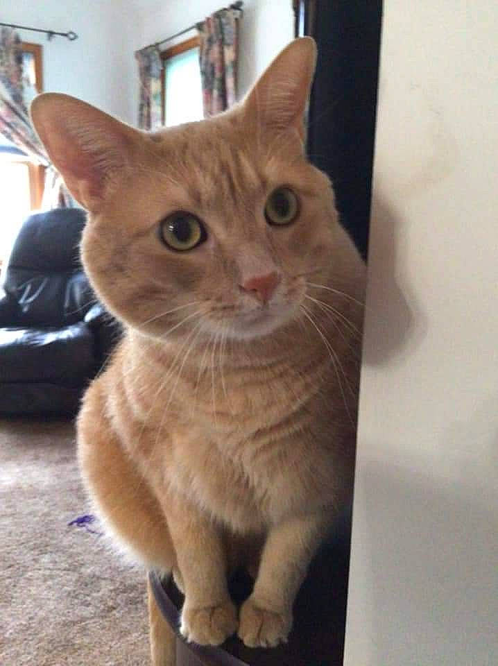 Nygma joined the competition — help win amazing prizes! bag, carnivore, cat, domestic_short_haired_cat, fawn, felidae, fur, luggage_and_bags, pet_supply, small_to_medium_sized_cats, snout, tail, terrestrial_animal, whiskers, window