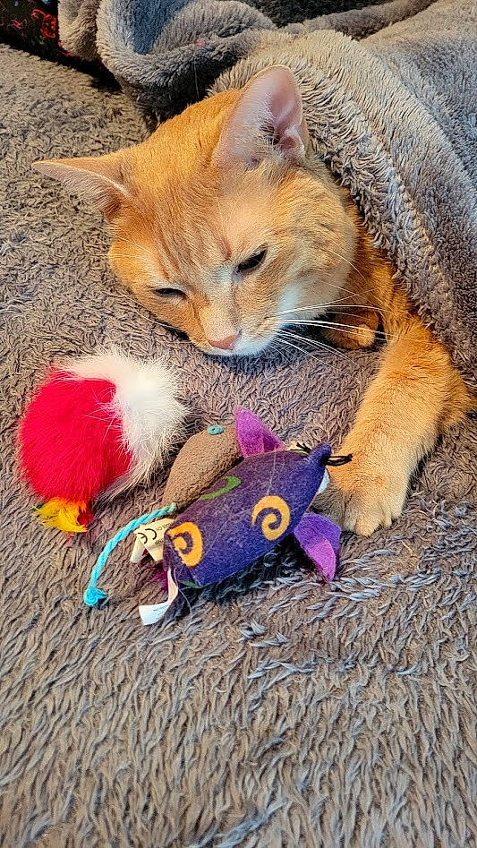 Nygma is registered to the contest to win money with this photo: canidae, carnivore, cat, cat_toy, claw, dog_breed, domestic_short_haired_cat, fashion_accessory, fawn, felidae, fur, leash, magenta, paw, plush, small_to_medium_sized_cats, stuffed_toy, tail, toy, whiskers
