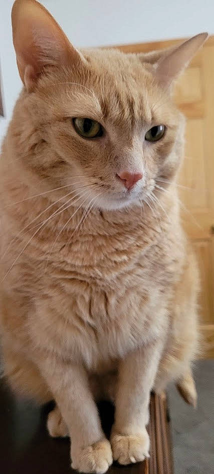 Nygma is registered to the contest to win money with this photo: carnivore, cat, claw, domestic_short_haired_cat, fawn, felidae, fur, iris, paw, pet_supply, small_to_medium_sized_cats, snout, tail, terrestrial_animal, whiskers, window